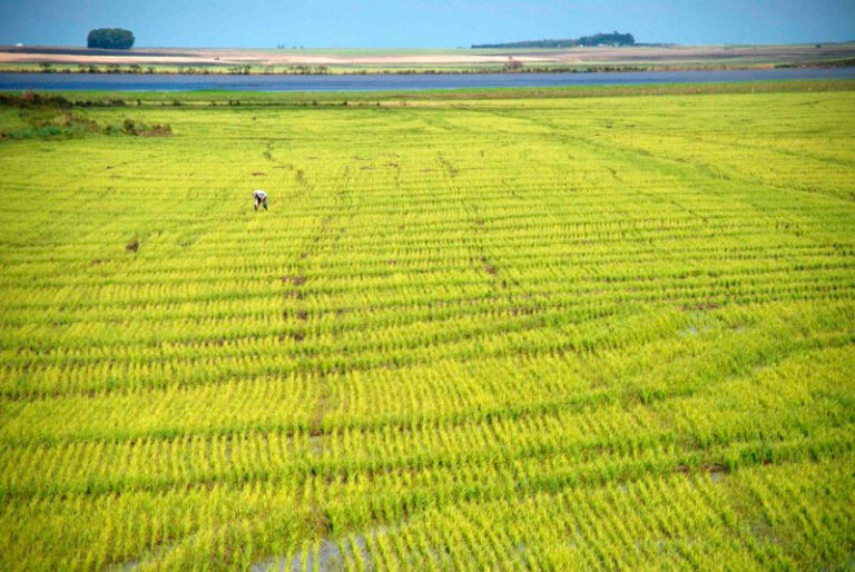 Safra de arroz em tempos de El Niño é tema de reunião da Câmara Setorial