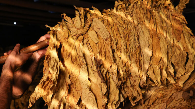 Preço do tabaco: entidades recebem JTI