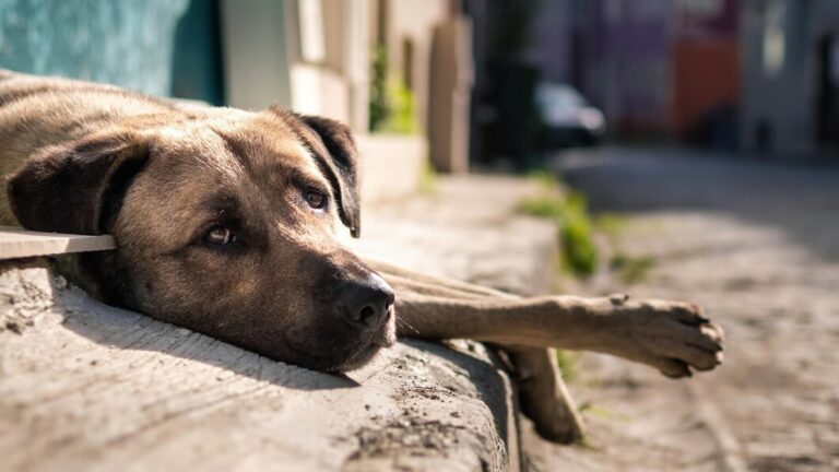 Lei contra o acorrentamento de animais é aprovada em Camaquã