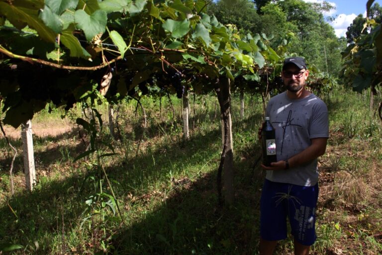 Tradição e Inovação na Produção de Uva em Barão do Triunfo