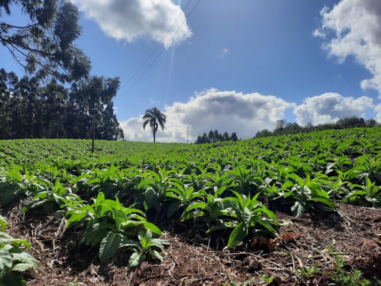 PREÇO DO TABACO – Entidades recebem empresas para nova rodada