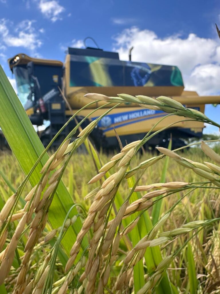 Agrônomo do IRGA fala sobre início promissor da Safra de Arroz na Planície Costeira Interna