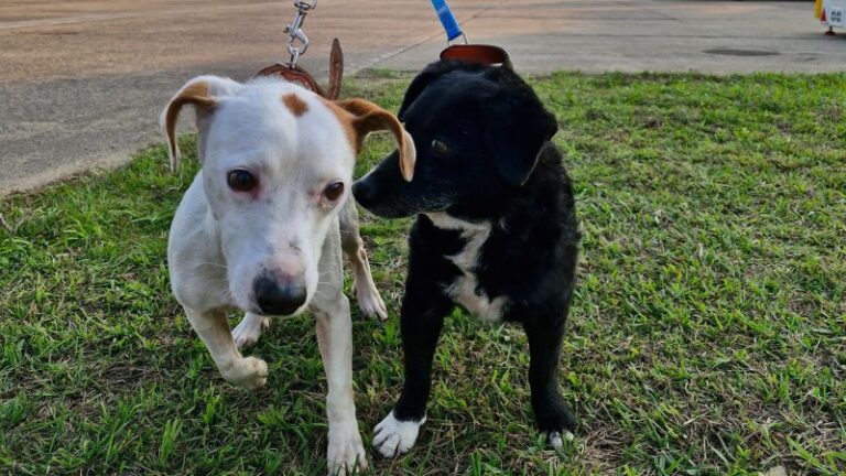 Mais 35 cães que foram resgatados nas enchentes são enviados para feira de adoção no Rio de Janeiro