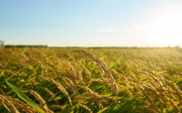 Área de plantio do Arroz deve ter crescimento de 5,3% na safra 2024/2025