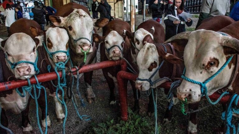 Início da chegada de animais para 47ª Expointer será na segunda (19)