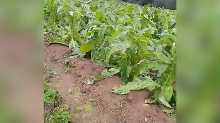 Temporal Causa Danos Significativos nas Lavouras de Tabaco em Camaquã e Região