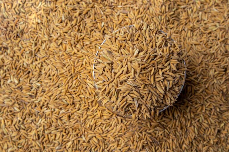 Conab vai adquirir sementes de arroz para destinar à agricultura familiar gaúcha