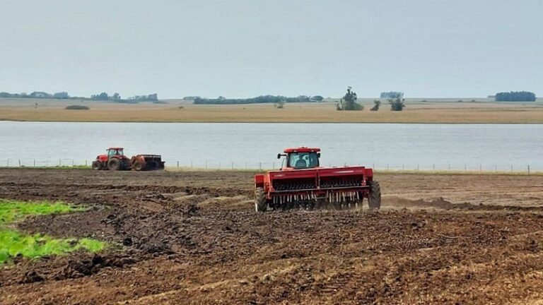 Rio Grande do Sul já semeou 77 mil hectares de arroz