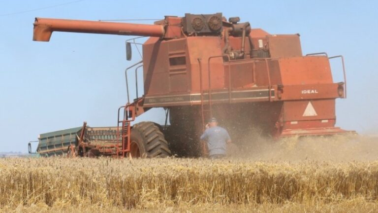 Em ritmo acelerado, colheita do trigo alcança 29%