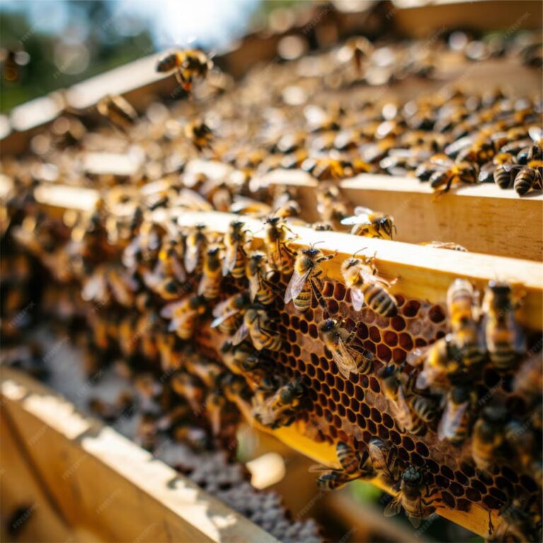 Chegada da primavera retoma a recuperação dos apiários