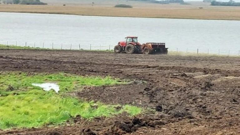 Semeadura de arroz no Estado alcança 9,5% da área estimada