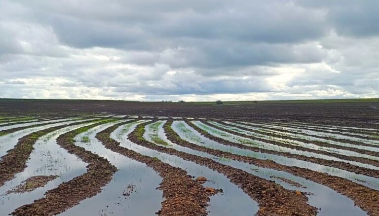 Quatro Regionais já semearam 90% da Semeadura de Arroz, afirma IRGA