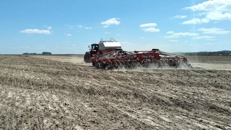 Produtores de arroz do RS já semearam 73% da área prevista